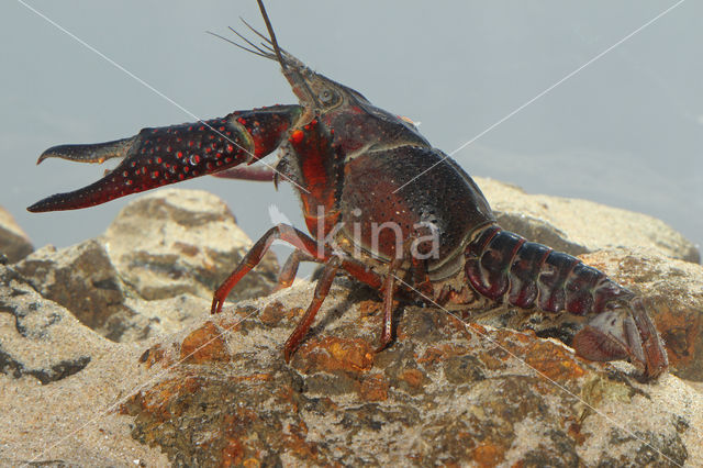 Red swamp crayfish (Procambarus clarkii)