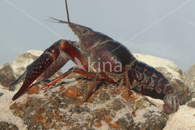 Red swamp crayfish (Procambarus clarkii)