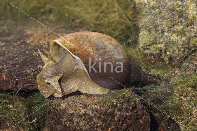 Great Pond Snail (Lymnaea stagnalis)