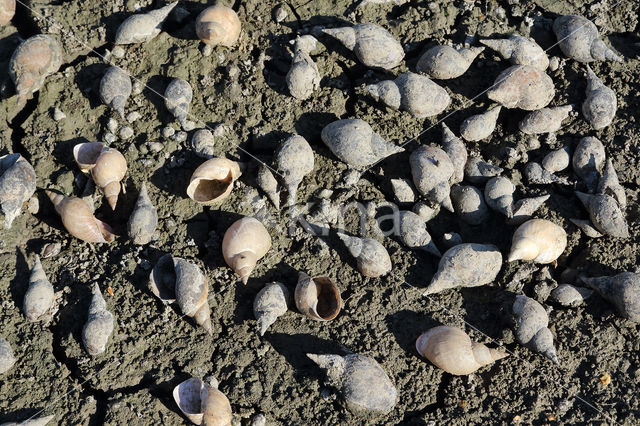 Great Pond Snail (Lymnaea stagnalis)