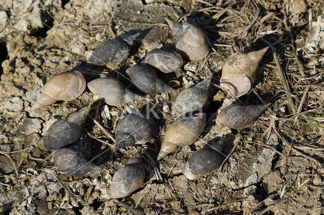 Great Pond Snail (Lymnaea stagnalis)