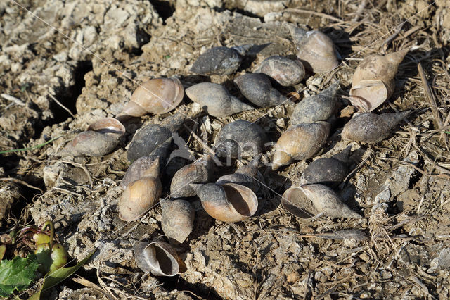 Great Pond Snail (Lymnaea stagnalis)