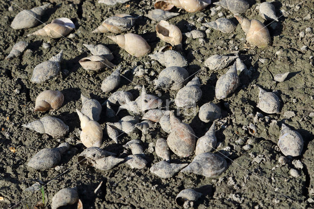 Great Pond Snail (Lymnaea stagnalis)