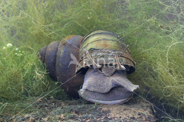 chinesemoerasslak (bellamya chinensis)