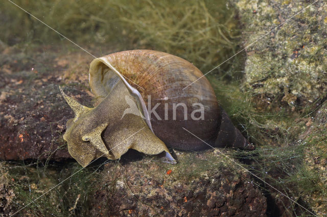 Great Pond Snail (Lymnaea stagnalis)