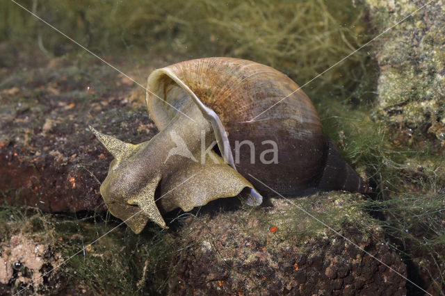 Gewone Poelslak (Lymnaea stagnalis)