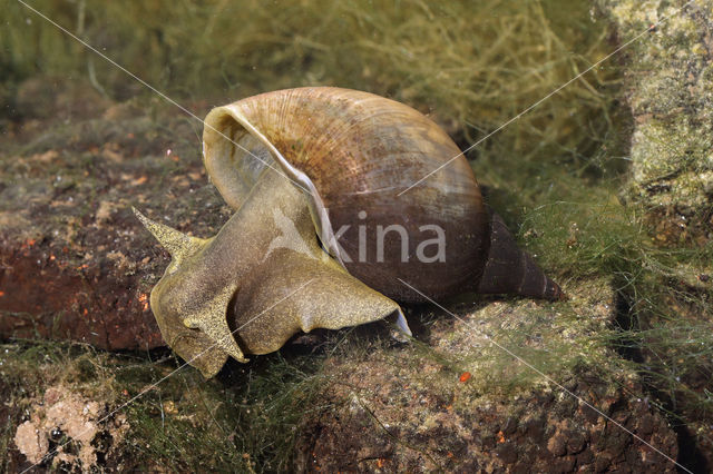 Great Pond Snail (Lymnaea stagnalis)