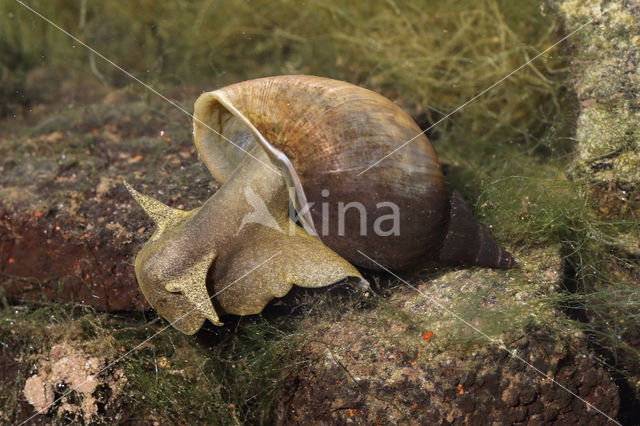 Gewone Poelslak (Lymnaea stagnalis)