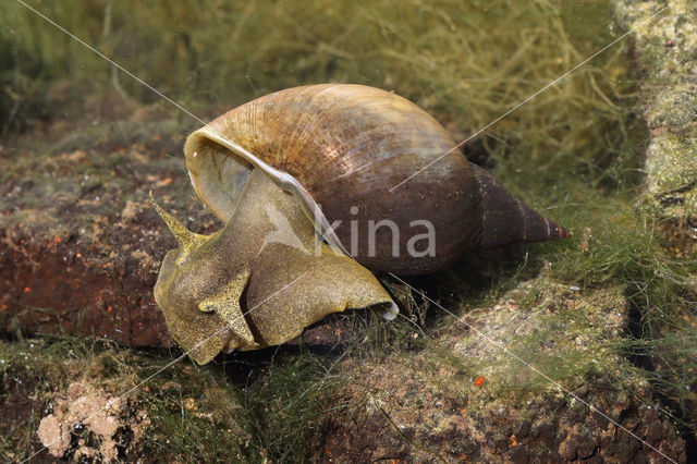 Gewone Poelslak (Lymnaea stagnalis)