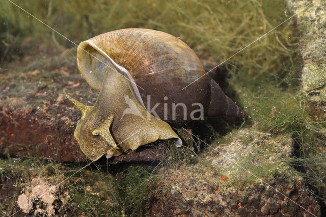 Gewone Poelslak (Lymnaea stagnalis)