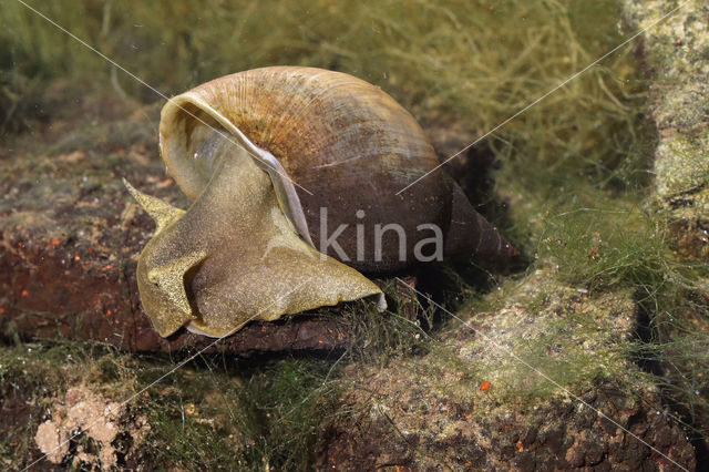 Gewone Poelslak (Lymnaea stagnalis)