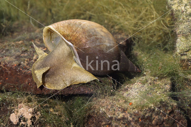 Gewone Poelslak (Lymnaea stagnalis)