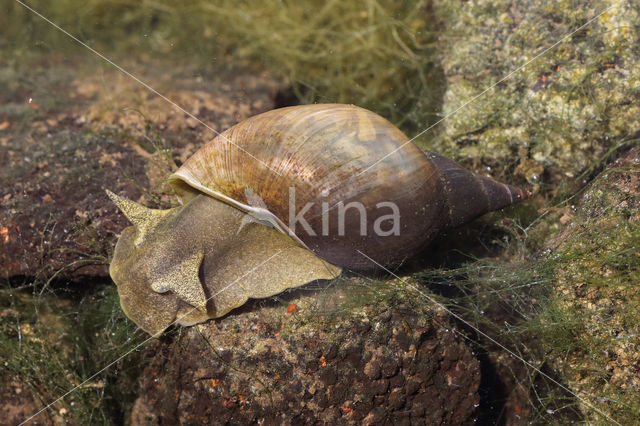 Gewone Poelslak (Lymnaea stagnalis)