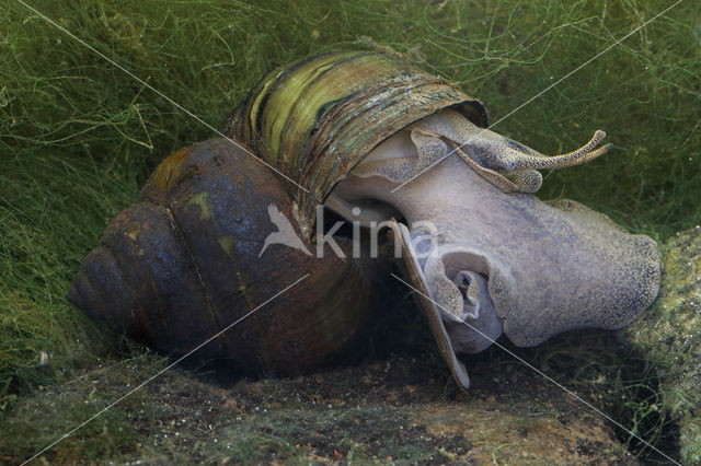 chinesemoerasslak (bellamya chinensis)