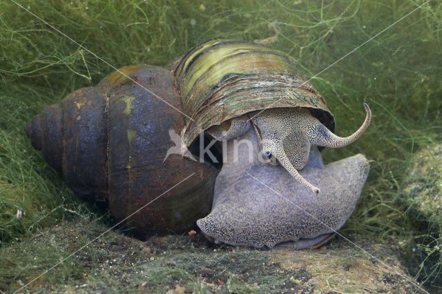 chinesemoerasslak (bellamya chinensis)