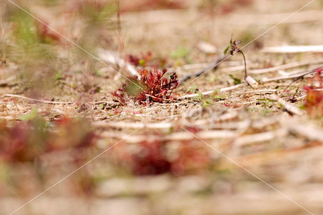 Sundew (Drosera spec.)