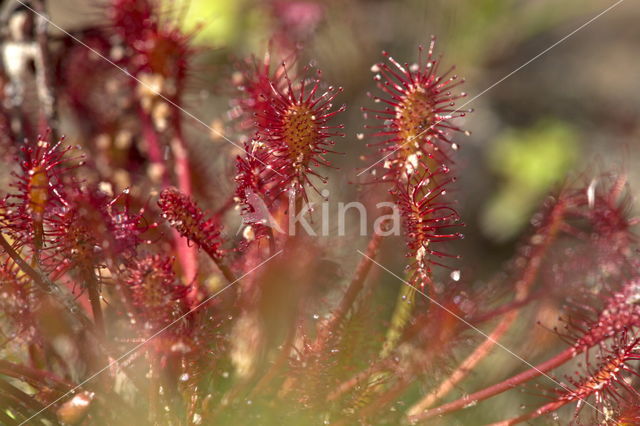 Zonnedauw (Drosera spec.)