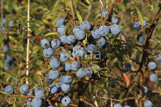 Sleedoorn (Prunus spinosa)