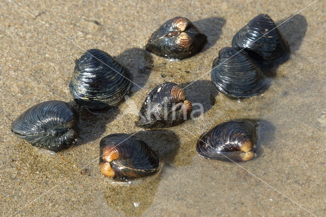 Aziatische korfmossel (Corbicula fluminea)