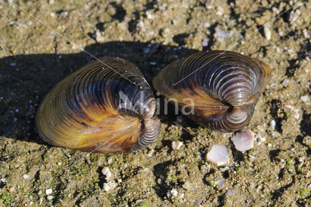 Aziatische korfmossel (Corbicula fluminea)