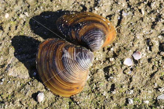 Aziatische korfmossel (Corbicula fluminea)