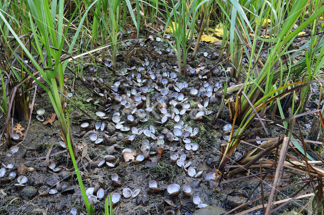 Aziatische korfmossel (Corbicula fluminea)