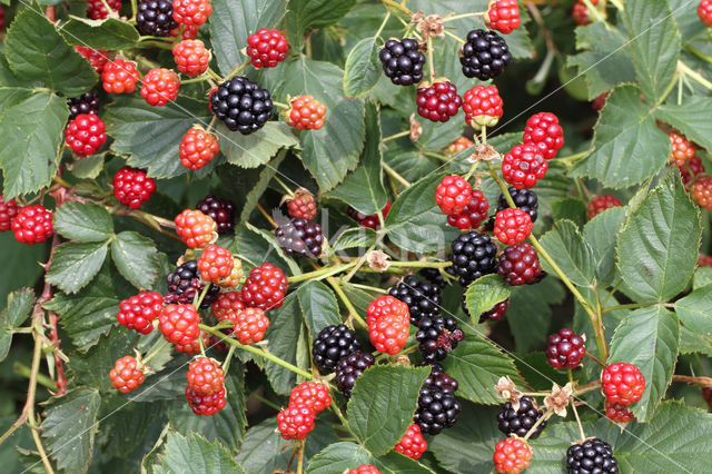 Bramble (Rubus spec)