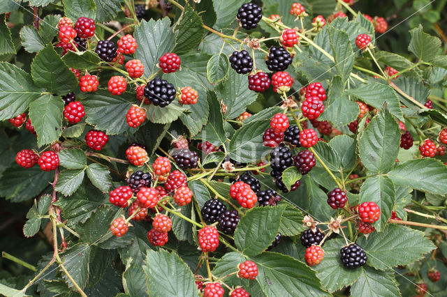 Bramble (Rubus spec)