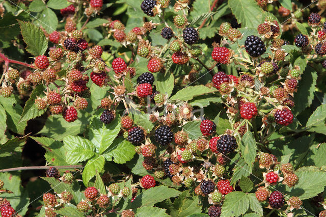 Bramble (Rubus spec)