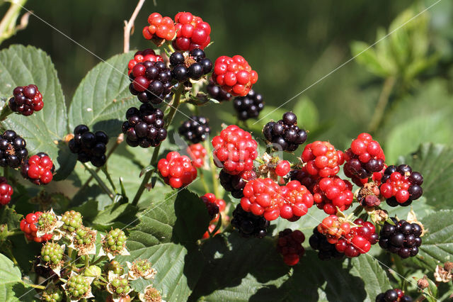 Bramble (Rubus spec)