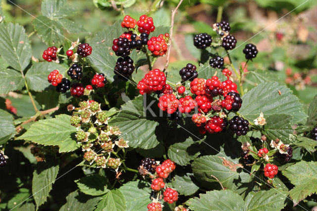 Bramble (Rubus spec)