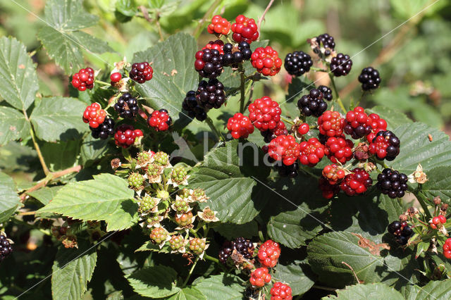 Bramble (Rubus spec)