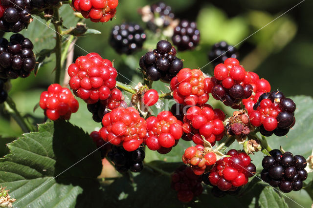 Bramble (Rubus spec)