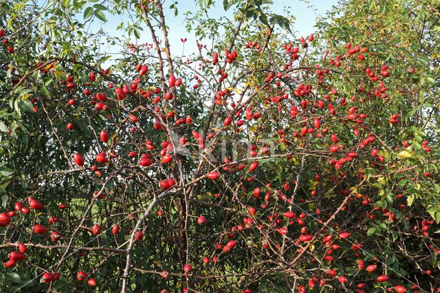 Sweet-briar (Rosa rubiginosa)