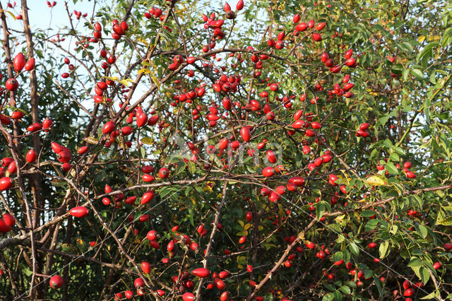 Sweet-briar (Rosa rubiginosa)