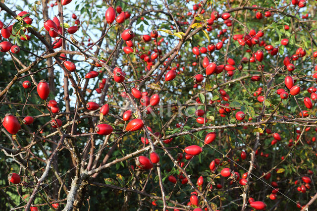 Sweet-briar (Rosa rubiginosa)