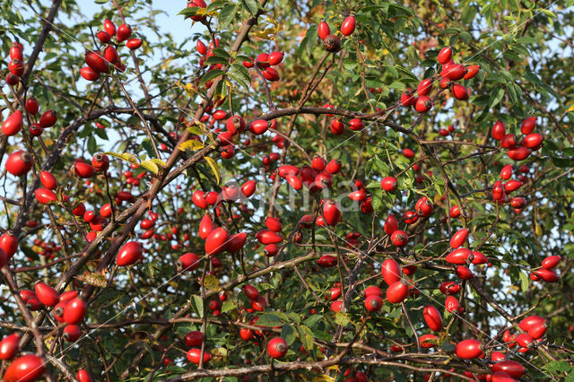 Sweet-briar (Rosa rubiginosa)