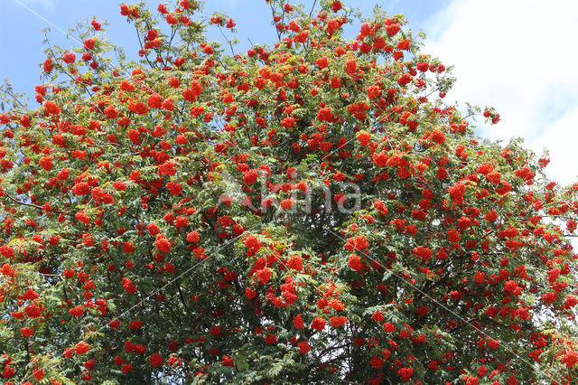 Moutain Ash (Sorbus)