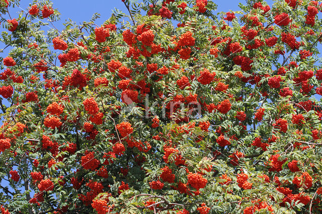 Lijsterbes (Sorbus)