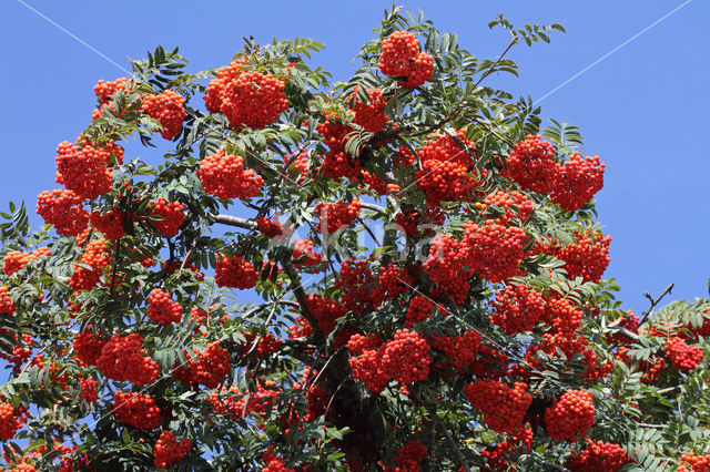 Moutain Ash (Sorbus)