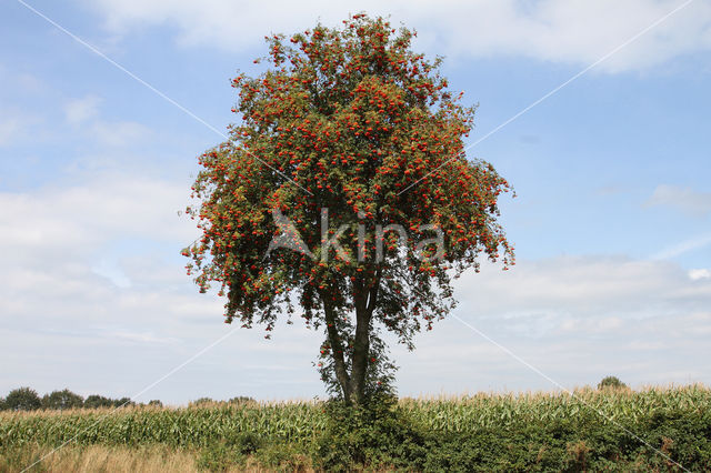 Moutain Ash (Sorbus)