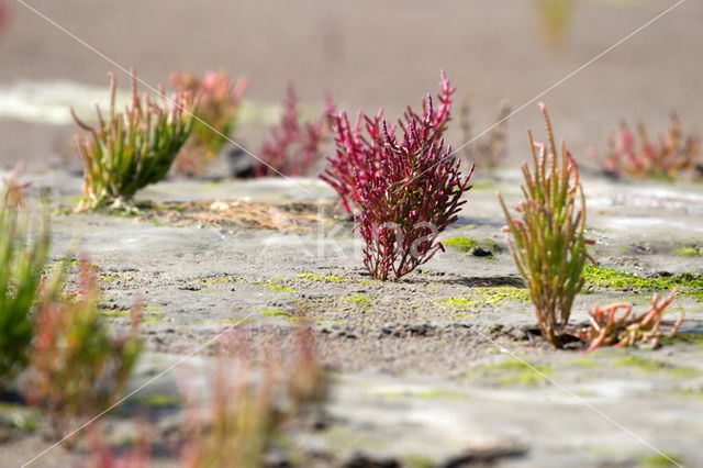 Zeekraal (Salicornia spec)