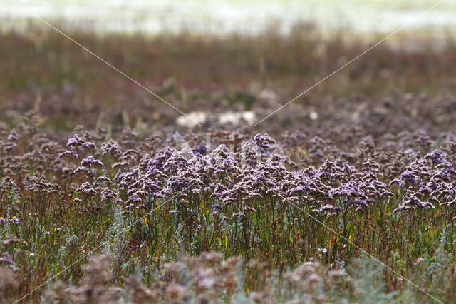 Lamsoor (Limonium vulgare)