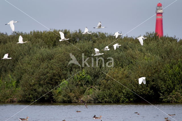 Eurasian Spoonbill (Platalea leucorodia)