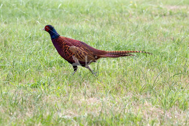 Ring-necked Pheasant (Phasianus colchicus)