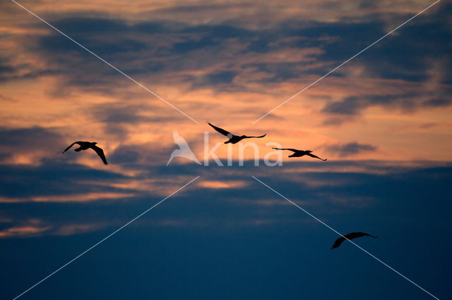 Aalscholver (Phalacrocorax carbo)