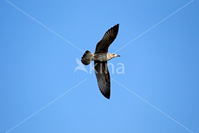 Lesser Black-backed Gull (Larus fuscus)