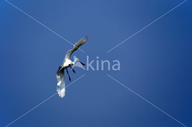 Eurasian Spoonbill (Platalea leucorodia)