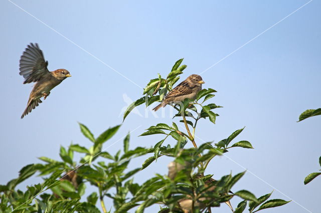 House Sparrow (Passer domesticus)