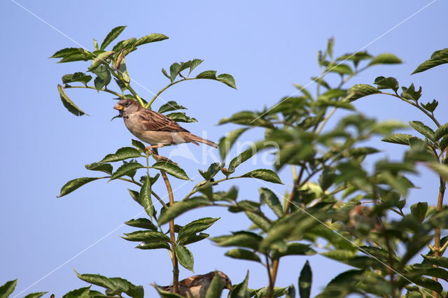 House Sparrow (Passer domesticus)